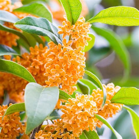 where to buy osmanthus fragrans